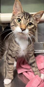 Sage -  Domestic Short Hair Cat for Adoption in Amherst, Virginia - Sage | PetCurious