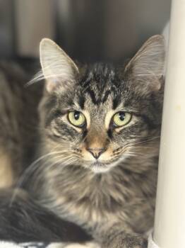 Rescue Domestic Medium Hair and Domestic Short Hair Cats for Adoption in Westland, Michigan - Genevieve | PetCurious