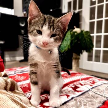 Rescue Domestic Short Hair Cats for Adoption in North Port, Florida - Wizard | PetCurious