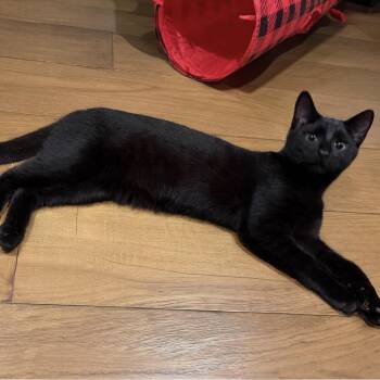 Domestic Short Hair Cats Available for Adoption - Koby | PetCurious