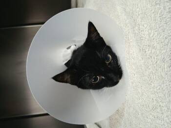 Spazz -  Domestic Short Hair Cat for Adoption in Lake Havasu City, Arizona - Spazz | PetCurious