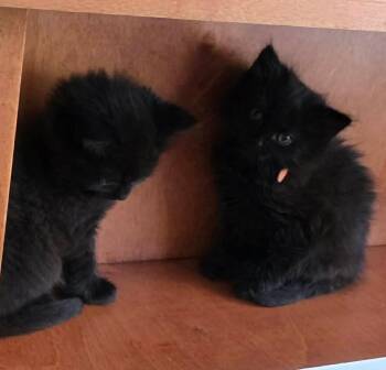 Domestic Short Hair Cats Available for Adoption in Holbrook, New York - RALEIGH | PetCurious