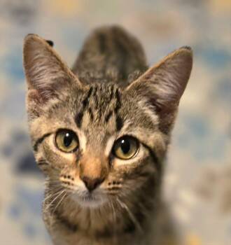 Loretta (Whiskers Society) -  Domestic Short Hair Cat for Adoption in Watertown, Wisconsin - Loretta (Whiskers Society) | PetCurious
