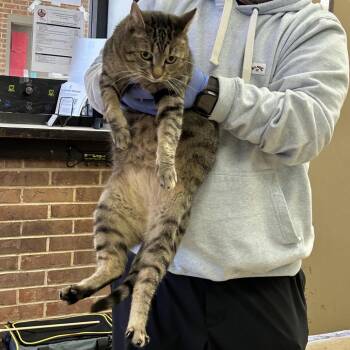 Domestic Short Hair Cats Available for Adoption - Marla | PetCurious