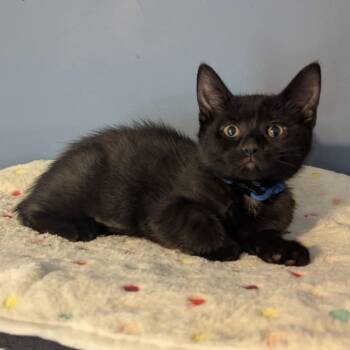 Rescue Domestic Short Hair Cats for Adoption in Portage, Michigan - River | PetCurious