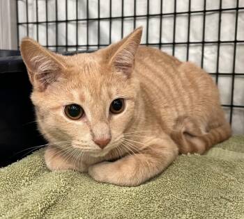 Rescue Domestic Short Hair Cats for Adoption in Raleigh, North Carolina - Steve Lava Chicken | PetCurious