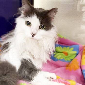 Princess -  Domestic Long Hair Cat for Adoption in Oshkosh, Wisconsin - Princess | PetCurious