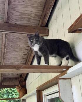Rescue Domestic Long Hair Cats for Adoption in Westbrook, Connecticut - Jesse | PetCurious