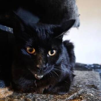 Domestic Short Hair Cats Available for Adoption - Shadow & Shadow Jr | PetCurious