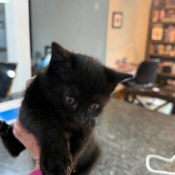 Nix -  Domestic Short Hair Cat for Adoption in Ferndale, Washington - Nix | PetCurious