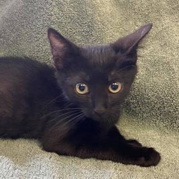Mario Kart -  Domestic Short Hair Cat for Adoption in Hawthorne, California - Mario Kart | PetCurious