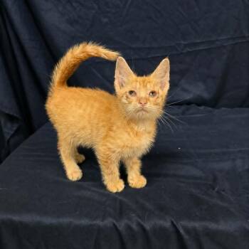 Flare -  Domestic Short Hair Cat for Adoption in Harrisonburg, Virginia - Flare | PetCurious