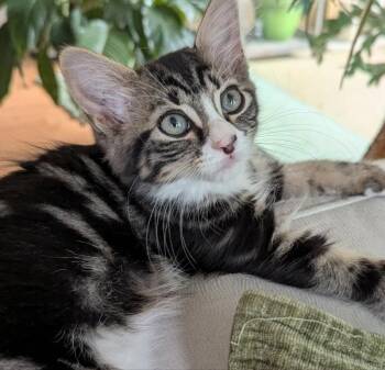 Virginia -  Tabby Cat Available for Adoption in Ocala, Florida - Virginia | PetCurious