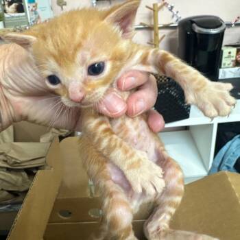 Benny -  Domestic Short Hair Cat for Adoption in Lakewood, California - Benny | PetCurious