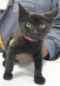 Domestic Short Hair Cats Available for Adoption - MUNCHKIN | PetCurious