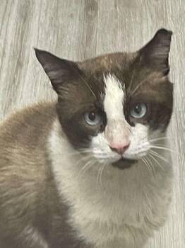 Domestic Short Hair Cats Available for Adoption in Hopkinton, Massachusetts - Omar | PetCurious