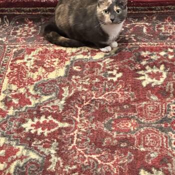 Mimi -  Domestic Short Hair Cat for Adoption in Ruther Glen, Virginia - Mimi | PetCurious