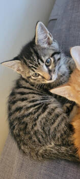 Rescue Domestic Short Hair Cats for Adoption in Greenbelt, Maryland - Cannoli | PetCurious