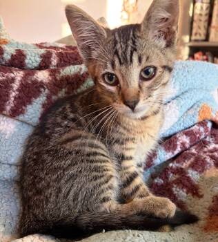 Gilbert -  Domestic Short Hair Cat for Adoption in Springfield, Oregon - Gilbert | PetCurious