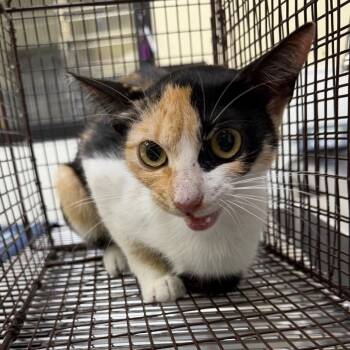 Miss Vee from Accounting -  Domestic Short Hair Cat for Adoption in Galveston, Texas - Miss Vee From Accounting | PetCurious