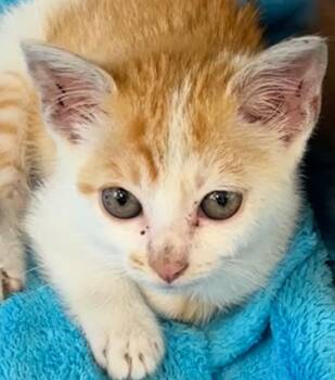 THEO -  Domestic Short Hair Cat for Adoption in Elizabethton, Tennessee - THEO | PetCurious