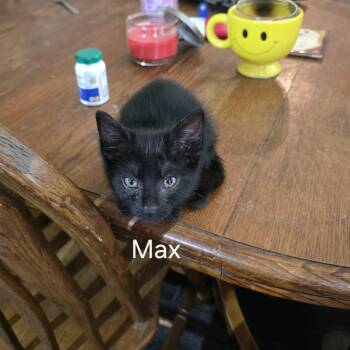 Max -  Domestic Short Hair Cat for Adoption in Liverpool, Texas - Max | PetCurious