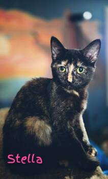 Rescue Domestic Short Hair Cats for Adoption in Adrian, Michigan - Stella | PetCurious