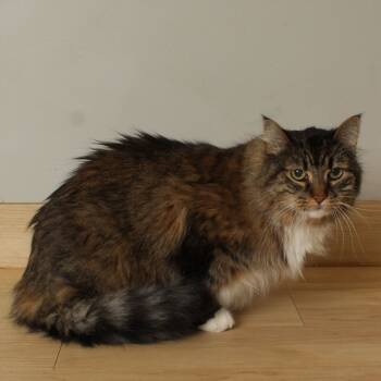 Rescue Domestic Long Hair Cats for Adoption in Minnetonka, Minnesota - Abigale C64002 | PetCurious