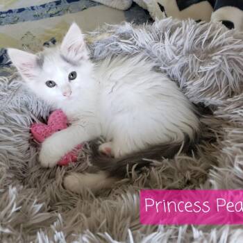 Princess Peach -  Domestic Long Hair and Maine Coon Cat Available for Adoption in Carmel, Indiana - Princess Peach | PetCurious