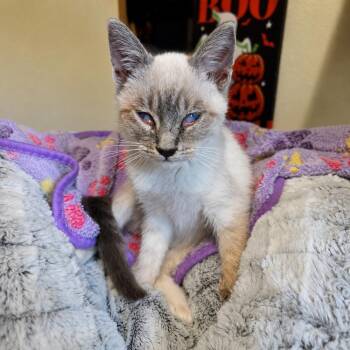 Toasty -  Siamese Cat for Adoption in Calimesa, California - Toasty | PetCurious
