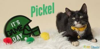 Pickle -  Domestic Short Hair Cat for Adoption in Fairhope, Alabama - Pickle | PetCurious