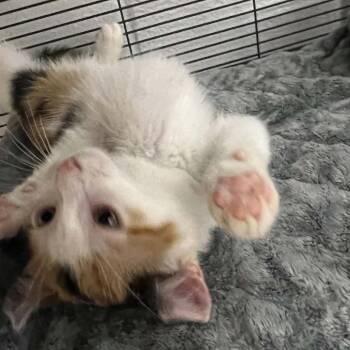Domestic Short Hair Cats Available for Adoption in Hampton Bays, New York - Willow | PetCurious