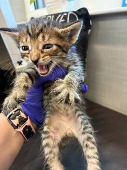 THEO -  Domestic Short Hair Cat for Adoption in Palmetto, Florida - THEO | PetCurious