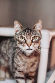 92878a Falcon -  Domestic Short Hair Cat Available for Adoption in North Charleston, South Carolina - 92878a Falcon | PetCurious