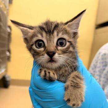 Cookie Crumb -  Domestic Short Hair Cat for Adoption in West Palm Beach, Florida - Cookie Crumb | PetCurious