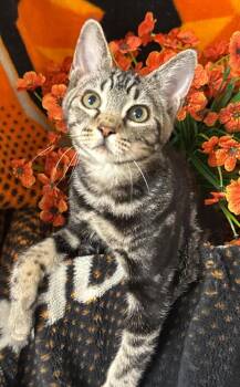5/28/26 Rye -  Domestic Short Hair Cat for Adoption in Stillwater, Oklahoma - 5/28/26 Rye | PetCurious