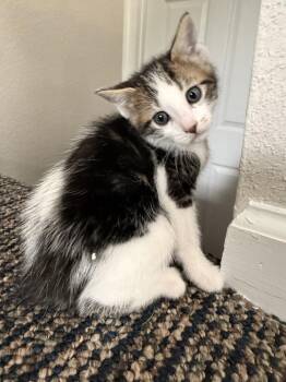 Domestic Short Hair Cats Available for Adoption in Virginia Beach, Virginia - Huxley | PetCurious