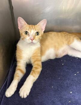 Star -  Domestic Short Hair Cat for Adoption in Little Rock, Arkansas - Star | PetCurious