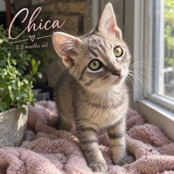 Chica -  Domestic Short Hair Cat for Adoption in Ephrata, Washington - Chica | PetCurious