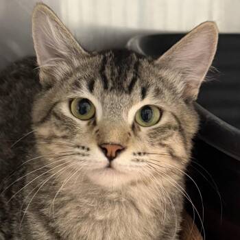 Domestic Medium Hair Cats Available for Adoption - Macaque | PetCurious