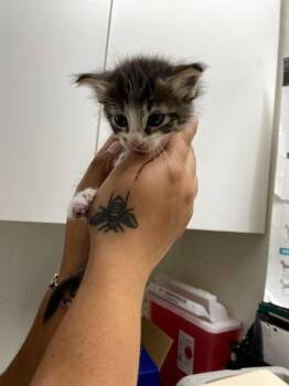 Sam -  Domestic Short Hair Cat for Adoption in Chico, California - Sam | PetCurious