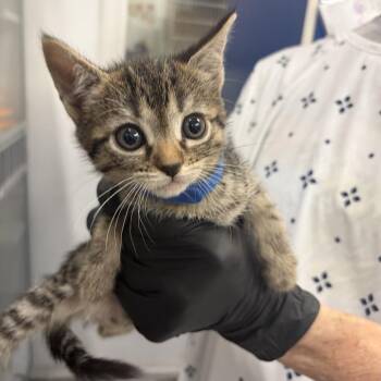 Domestic Short Hair Cats Available for Adoption in Lakewood, California - Phish Food | PetCurious