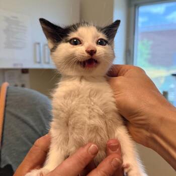 Colette (26-2G-1) -  Domestic Short Hair Cat for Adoption in Rifle, Colorado - Colette (26-2G-1) | PetCurious