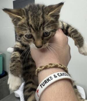 Rescue Domestic Short Hair Cats for Adoption in West Chester, Pennsylvania - Emmett | PetCurious