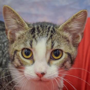 Sol -  Tabby and Domestic Short Hair Cat for Adoption in Huntley, Illinois - Sol | PetCurious