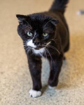 Nemo -  Domestic Short Hair Cat for Adoption in Pequot Lakes, Minnesota - Nemo | PetCurious