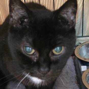 Momma Cat (MC) -  Domestic Short Hair Cat for Adoption in Branson, Missouri - Momma Cat (MC) | PetCurious