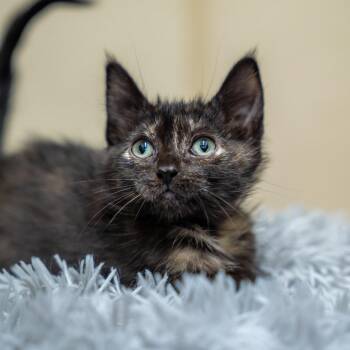 Blue Java -  Domestic Short Hair Cat for Adoption in Gainesville, Georgia - Blue Java | PetCurious