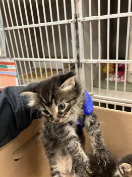 Domestic Long Hair Cats Available for Adoption in Dallas, Texas - RAVEN | PetCurious