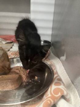 Rescue Domestic Short Hair Cats for Adoption in Atlanta, Georgia - Subzero | PetCurious